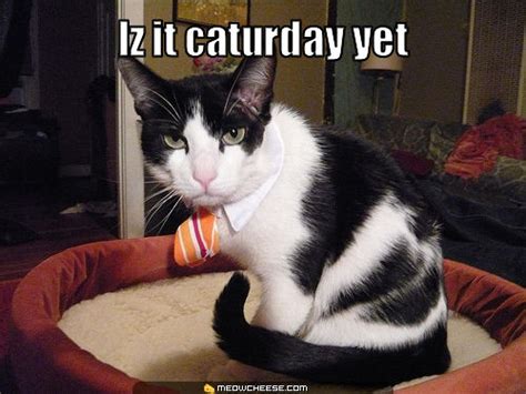 Saturday's are what people work towards. Image - 10006 | Caturday | Know Your Meme