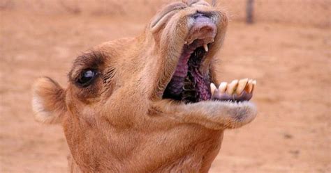 Thorny cacti would cause other. Camel Eating Cactus -How Camels Are Capable Of Eating Long ...