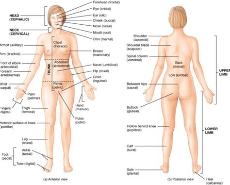 Bålens ytanatomy (superficial anatomy of the trunk). Female Anatomy | Women private part anatomy | Womenhealthzone