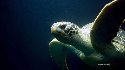 Era una especie de gemido. VIDEO: Tortugas deambulan en aeropuerto de Brasil por ...