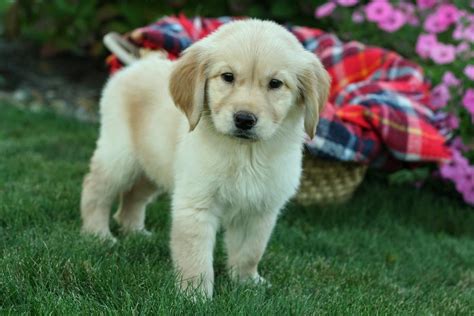 Thank you for visiting weatherby goldens. Golden Retriever Puppies For Sale | Houston, TX #165549