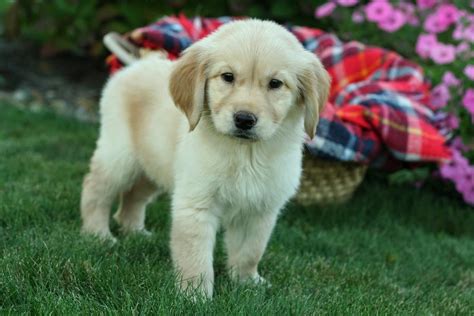 The golden retriever club of america's rescue network can help you find a dog that may be the perfect companion for your family. Golden Retriever Puppies For Sale | Houston, TX #165549