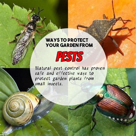 Organic pest control, natural materials that can be found at home, maintain the quality of plant and without harm to the environment. Safe and Effective Ways of Natural Pest Control | Natural ...