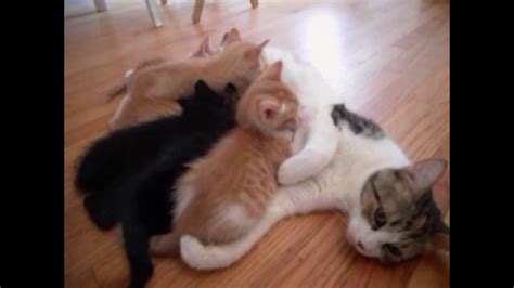 During this time, we are closed to the general public, but are still processing adoptions over the phone and scheduling meetings by appointment. What's a Mom to Do? SF SPCA Foster Kittens - YouTube