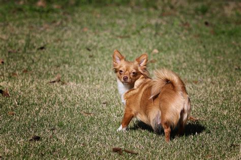 They informed me after seeing his pics that only about 1 in every 60000. Long Haired Chihuahua Puppies For Sale | Booneville, MS ...