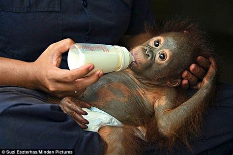 Normal patterns of bathing are encouraged during these illnesses. But mum, I don't need a bath! Adorable orphan ape Mr ...
