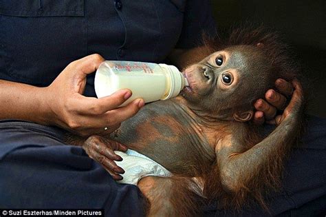 What are possible complications of aspiration in babies and children? But mum, I don't need a bath! Adorable orphan ape Mr ...