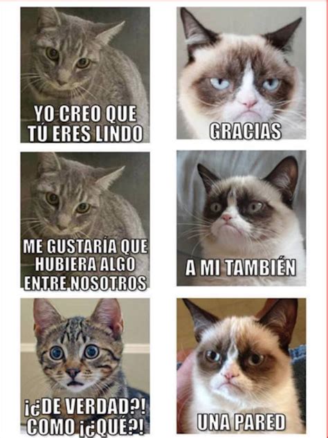 Sí, hoy puede que se te llene el cpu de gatitos pero quién no quiere ver felinos tan lindos como estos #díainternacionaldelgato. Los MEMES por el Día Internacional del Gato | SinEmbargo MX