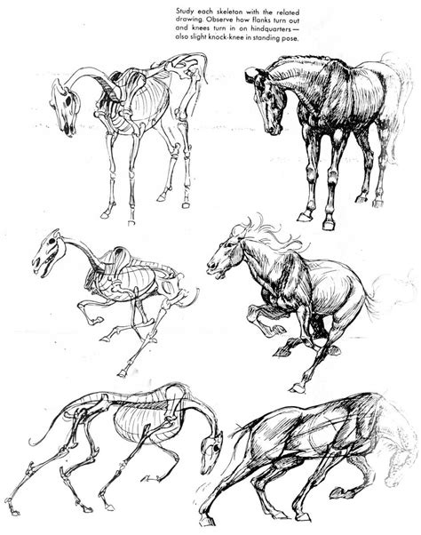 Free for commercial use no attribution required high quality images. The Art of Animal Drawing by Ken Hultgren | Horse drawings, Drawing animal, Animal sketches