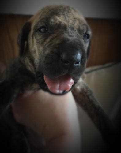 Find great dane dogs and puppies from minnesota breeders. Russian Great Dane puppies Blue, Black and Brindle for ...