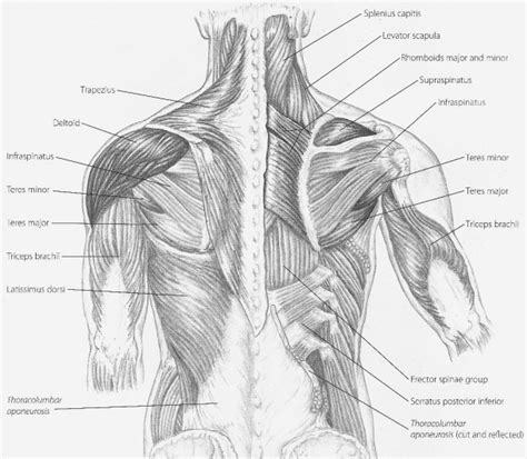 Superficial extrinsic back muscles muscle nerve action origin insertion. Back Neck Muscles Diagram