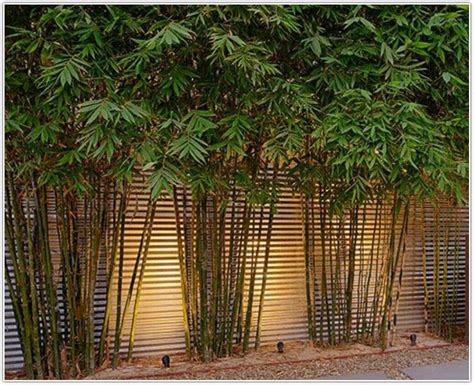 Bamboo is used in this idea in two different ways. The Bamboo Garden: Best Gardening Tips And Ideas - Garden Ideas & Tips in 2020 (met afbeeldingen ...