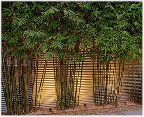 If you're looking to infuse your home with some lovely natural beauty, there's no better way than to start your own home bamboo garden! The Bamboo Garden: Best Gardening Tips And Ideas - Garden Ideas & Tips in 2020 (met afbeeldingen ...