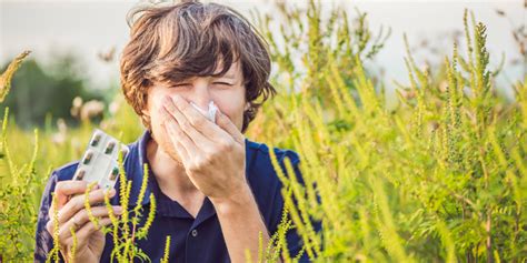 Ambrosia de hojas de ajenjo in language. Alergia la polenul de ambrozie - Farmacia Ta - Farmacia Ta