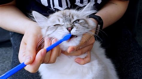 Brushing your cat's teeth daily helps promote healthy cat gums. How To Brush Your Cat's Teeth Without Them Hating You ...