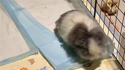 Another guinea pig sound is the purr, which may make your guinea pig seem more like a cat. Happy guinea pig popcorning and purring 天竺鼠爆米花&開心咕嚕叫 - YouTube