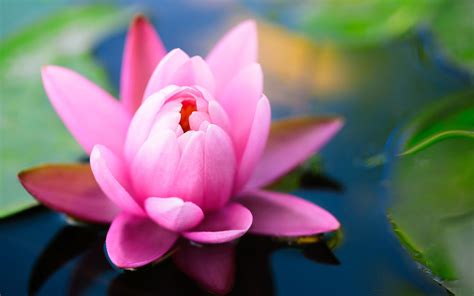 But this picture is one of the best nature wallpaper for j7 prime. Pink Lotus Flower Green Leaves Water Reflection Desktop Wallpaper Hd For Mobile Phones And ...