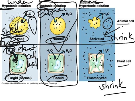 Check spelling or type a new query. Solutions (iso, hypo, & hypertonic) | Science, Biology ...