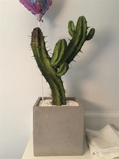 One of the most common mistakes in caring for cacti is wrong cactus repotting (transplanting). Did my roommate kill my cactus? She heavily watered it to ...