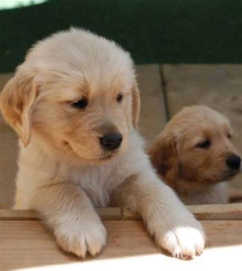 Our golden retriever and goldendoodle puppies are friendly, intelligent, affectionate and have great personalities! Golden Retriever Puppies Near Me Craigslist