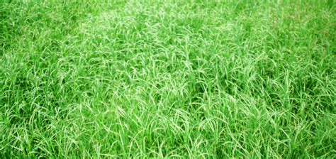 Most are referred to by their brand names, such as sapphire, matilda, sir walter, palmetto, shademaster, st varieties and more. The Grass Patch609 Buffalo Grass - The Grass Patch