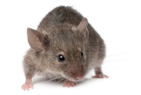 Jika demam berdarah dibawa oleh nyamuk, maka leptospirosis dibawa melalui kencing tikus. Petir Fenomenal: Hati-Hati Dengan Penyakit Kencing Tikus