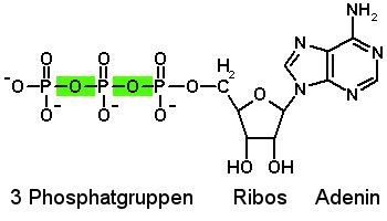 Der begriff strukturformel stellt in der chemie einen sammelbegriff für chemische darstellungsweisen dar, die information darüber liefern, wie atome in einem molekül verbunden und im raum angeordnet sind. Adenosintriphosphat - Wikipedia