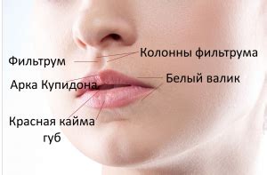 Как называется часть лица между носом верхней губой?