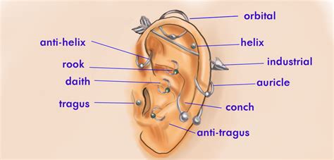 Check spelling or type a new query. Пирсинг хряща уха и носа: боль и забота | Все о тату и ...