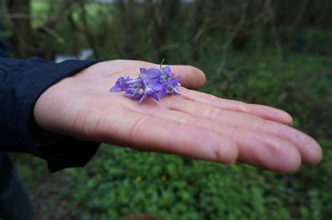 Unique, extensive selection of flower seeds and bulbs chosen by our research team. Discovering Ireland's Best Food Experiences