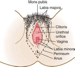 A fetus (or foetus, fœtus) is a developing mammal or other viviparous vertebrate, after the embryonic stage and before birth. Makalah Ruptur Perineum (Pengertian, Klasifikasi, Faktor ...