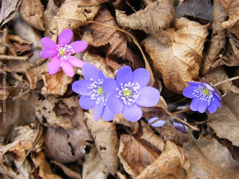 1 classificazioni dei fiori rossi. In nome dei fiori: rosa