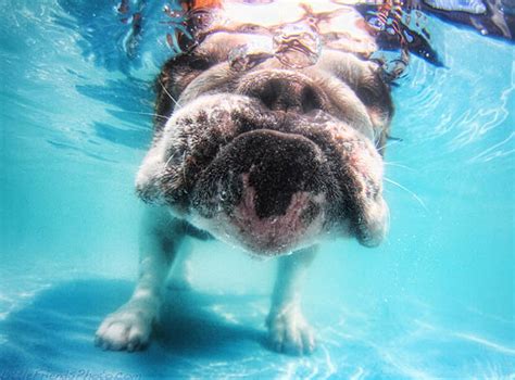 Bulldogs don't swim and will die fast, in a matter of seconds. How Photographer Seth Casteel Shoots His Viral Underwater ...