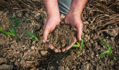 The dakotas are in desperate need of rain to keep enough moisture in the ground. Taking a Soil Test is Easy, Simple and Worthwhile by Tom Dayton
