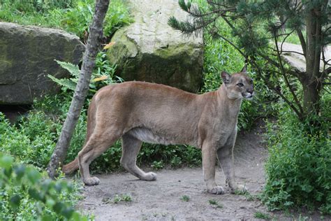 Schwarzer puma als haustier so etwas wie ne riesen katze. bergkatze, puma Foto & Bild | deutschland, europe, bremen ...