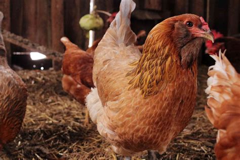 We did not find results for: Get Do Chickens Stop Laying Eggs In Winter PNG - Chicken ...