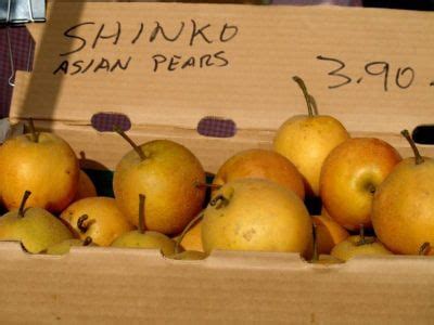 An excellent keeper, shinko stores well into the winter. Shinko Asian Pear Info: Learn About Shinko Pear Tree ...