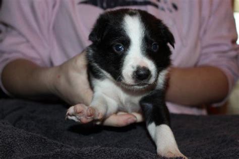 Take them to a dog park from their puppyhood so that they can observe other canines. Border Collie Puppy Smooth Coat Cosmo for Sale in Dallas ...