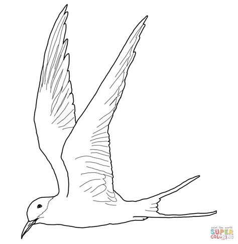 Free tern animal printable coloring pages download. Download Tern coloring for free - Designlooter 2020 👨‍🎨