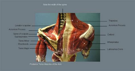 This video is about muscles of the torso. man4art: Muscles of the Arm