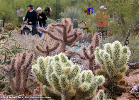 Assorted chollas and prickly pears. Desert splendor at the Arizona-Sonora Desert Museum ...