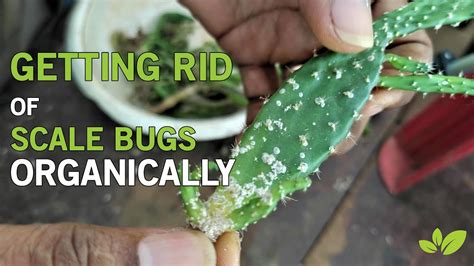When purchasing a new houseplant. How to get rid of Scale Bugs Organically - YouTube