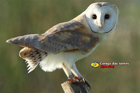 The best part of using tyto was being in the comfort of my own home. Zoologia: Coruja-das-torres (Tyto alba)