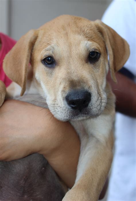 Maybe you would like to learn more about one of these? Bioneer: A Second Chance Puppies And Kittens Rescue Address