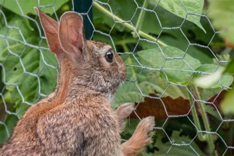 · for instance, planting marigolds in your garden can help ward off certain flying insects with their bright color and intense (to the bugs) scent. How to stop rabbits from eating your plants? - Whitegates ...