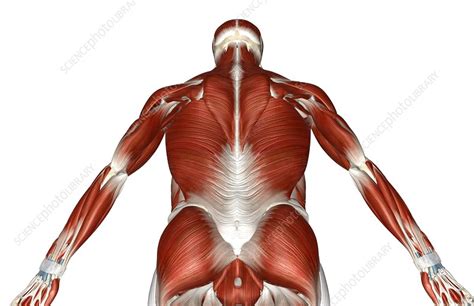 Your upper body is also going to get a decent workout provided you use the moving handles. The muscles of the upper body - Stock Image - C008/1816 - Science Photo Library