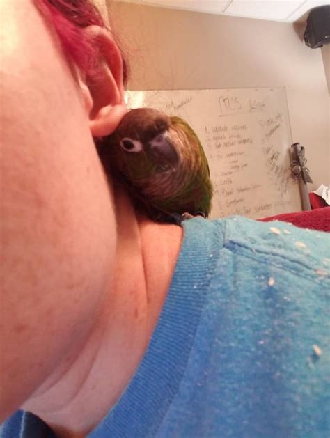 Broadway pet hospital has provided quality veterinary care to the oakland area for over 40 years. Parrot for adoption - Betty Davis, a Conure in Marietta ...
