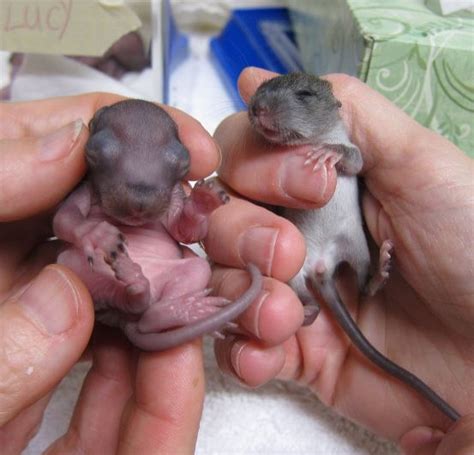 This can take from between seven to ten weeks before they are able to. Newborn Baby Images Of Baby Squirrels - Baby Viewer