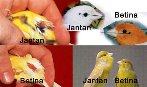 Burung cucak jenggot hampir memiliki nyali dan mental mirip seperti burung saudaranya,yaitu cucakrawa.ia akan sangat sensitif dan rentan terhadap segala ngangguan lingkungan yang mungkin bisa mengancam kehidupanya. Cara membedakan antara kenari jantan dan betina | Info ...