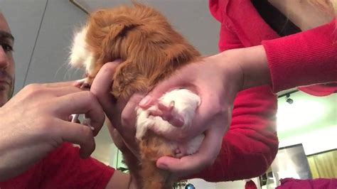 Take your pet out of the cage. Guinea pig Puffy Fluffy nail clipping - YouTube